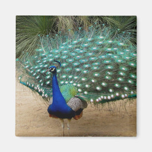 Imán hermoso del refrigerador del pavo real