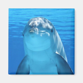 Imán Hermoso delfín