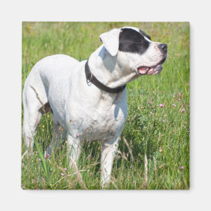Imán Hermoso Dogo Argentino