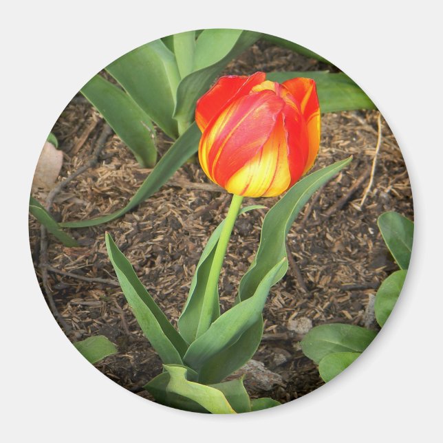 Imán Hermoso en primavera...... (Frente)