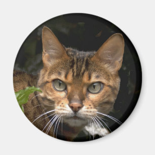 Imán Hermoso gato bengalí