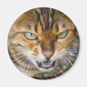 Imán Hermoso gato bengalí