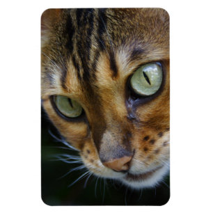 Imán Hermoso gato bengalí