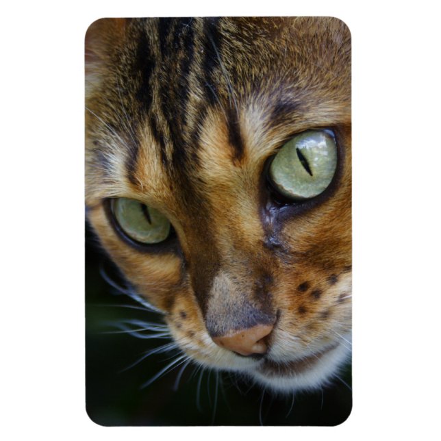 Imán Hermoso gato bengalí (Vertical)