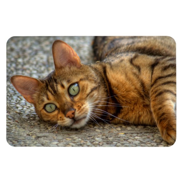 Imán Hermoso gato bengalí (Horizontal)