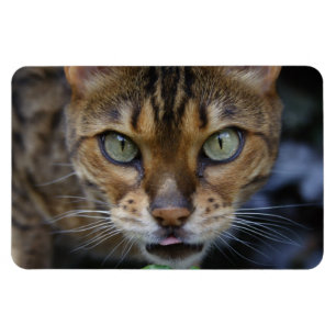 Imán Hermoso gato bengalí