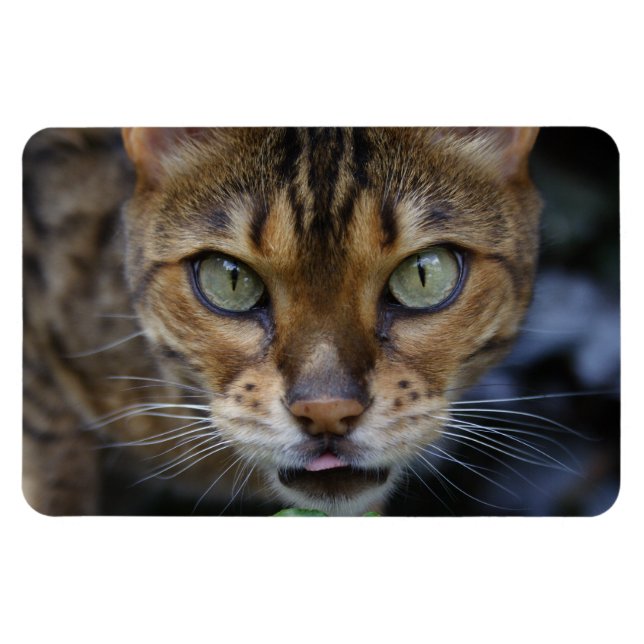 Imán Hermoso gato bengalí (Horizontal)
