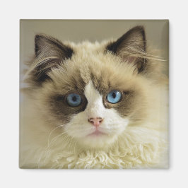 Imán Hermoso gato de Ragdoll con ojos azules