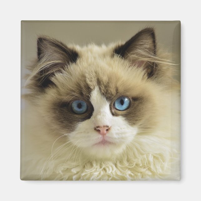Imán Hermoso gato de Ragdoll con ojos azules (Frente)