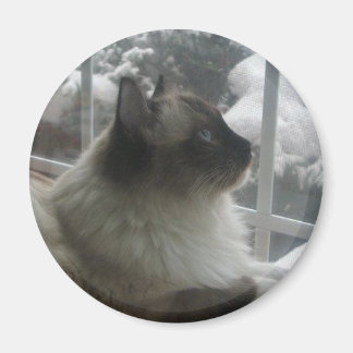 Imán Hermoso Gato de Ragdoll Hymalaya mira al invierno