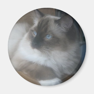 Imán Hermoso Gato de Ragdoll Hymalaya mirando hacia el