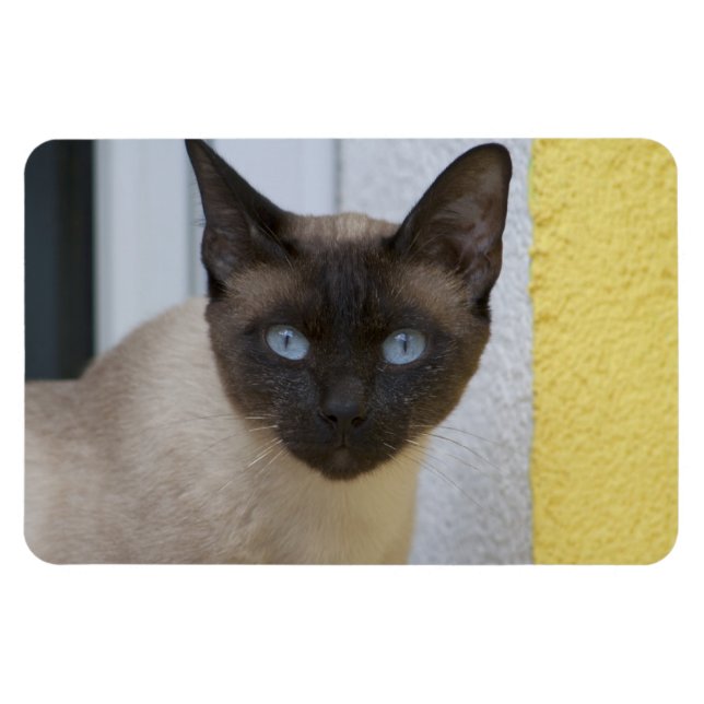 Imán Hermoso gato siamés de punto de foca (Horizontal)