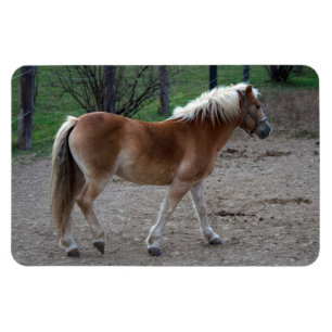 Imán Hermoso Haflinger