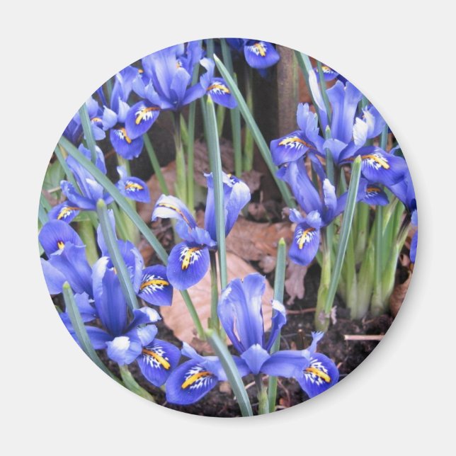 IMÁN HERMOSO IRIS (Frente)