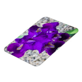 Imán Hermoso iris morado