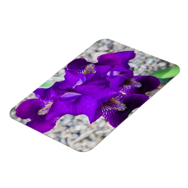 Imán Hermoso iris morado (Lado Izquierdo)