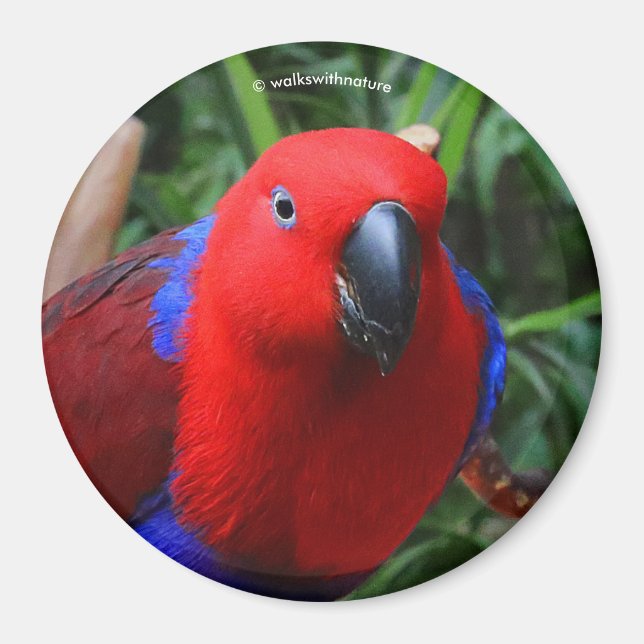 Imán Hermoso "Lady in Red" Eclectus Parrot (Frente)