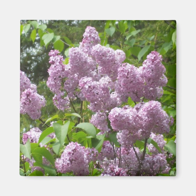 Imán Hermoso Lilac Bush (Frente)