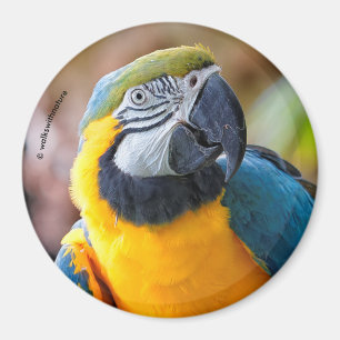 Imán Hermoso macao azul y dorado