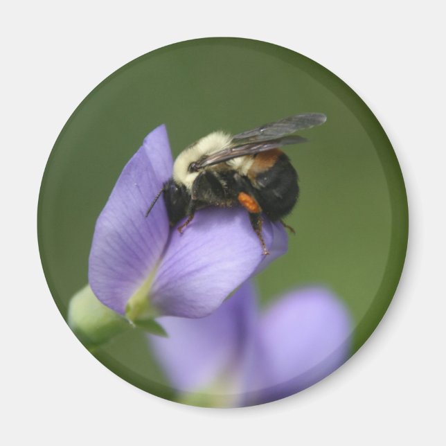 Imán Hermoso manosee la abeja (Frente)