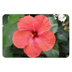 Imán Hermoso Naranja Hibiscus Flower Premium Magnet
