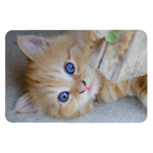 Imán Hermoso Naranja Tabby Kitten