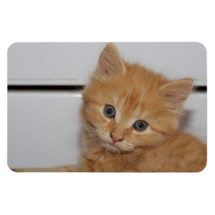 Imán Hermoso Naranja Tabby Kitten