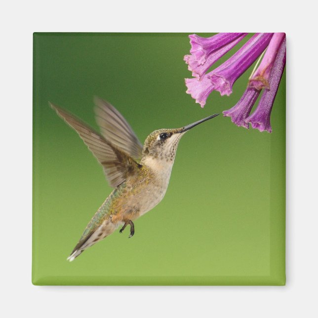Imán Hermoso paisaje natural de Colibrí (Frente)