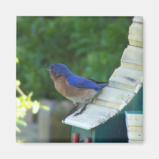 Imán Hermoso pájaro