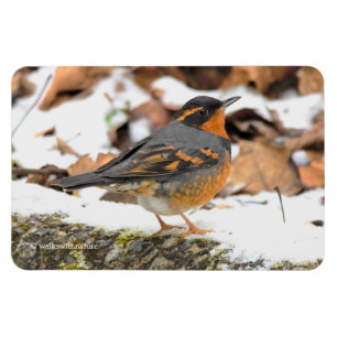 Imán Hermoso pájaro aguafiestas variados en la nieve