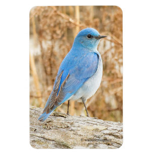 Imán Hermoso pájaro azul de montaña