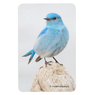 Imán Hermoso pájaro azul de montaña en un Stump