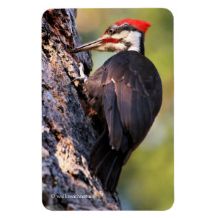 Imán Hermoso pájaro carpintero apilado en el árbol