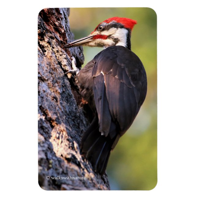 Imán Hermoso pájaro carpintero apilado en el árbol (Vertical)