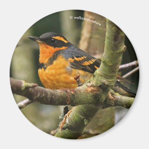 Imán Hermoso pájaro de Thrush Variado en el árbol