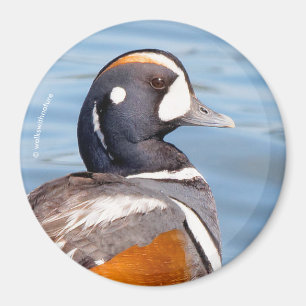 Imán Hermoso pato Harlequin en la roca