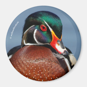 Imán Hermoso Pato Pensivo de Madera en el pantano