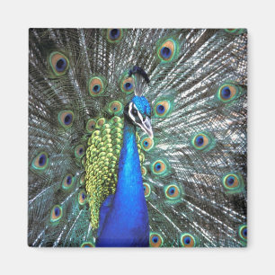 Imán Hermoso pavo real desplegando plumas coloridas