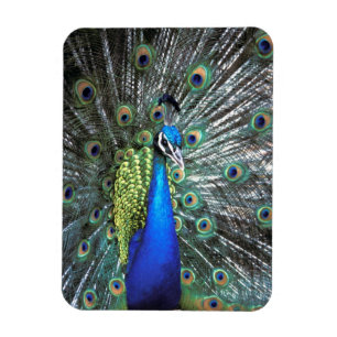 Imán Hermoso pavo real desplegando plumas coloridas