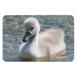 Imán Hermoso Perro de cisne