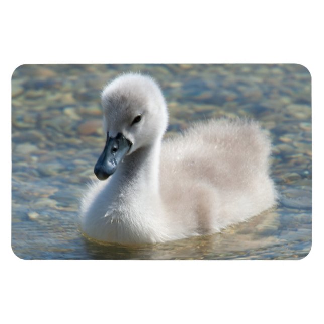 Imán Hermoso Perro de cisne (Horizontal)