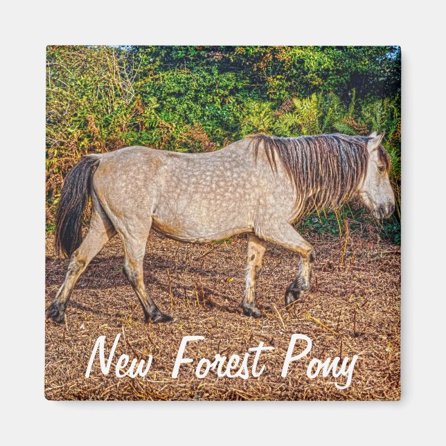 Imán Hermoso regalo de Equines de amante de los caballo (Frente)