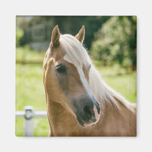 Imán Hermoso retrato de caballo de hélice