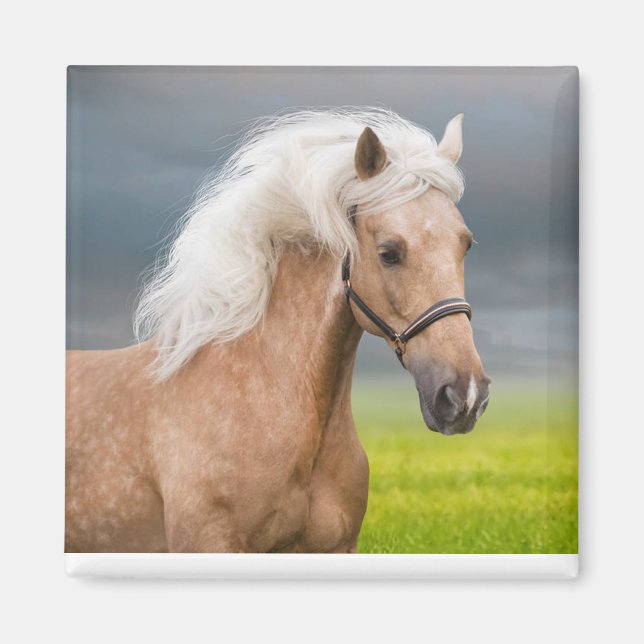 Imán Hermoso retrato de caballo palomino con maná largo (Frente)
