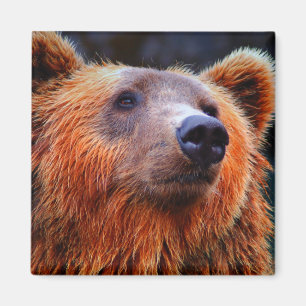 Imán Hermoso retrato de oso marrón de vida salvaje foto