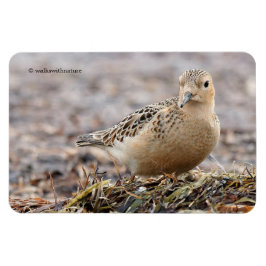 Imán Hermoso Sandpiper de pecho en la playa