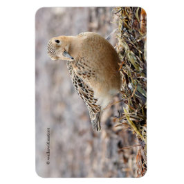 Imán Hermoso Sandpiper de pecho en la playa