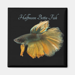 Imán Hermoso Siamés luchando contra el pescado Betta Ha
