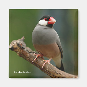 Imán Hermoso Songbird de Java Finch