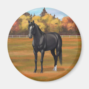 Imán Hermoso Stallion de caballos del Barrio Negro